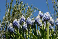 lila Trauben hautnah mit blauem Himmel