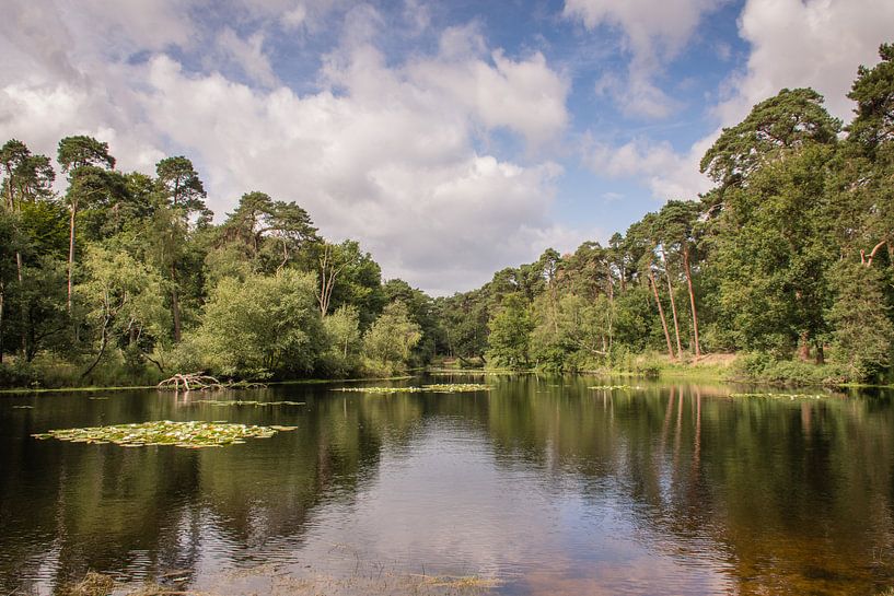 Oisterwijker Niedermoor von Ron Hermans