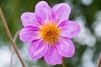 Bloem als schilderkunst