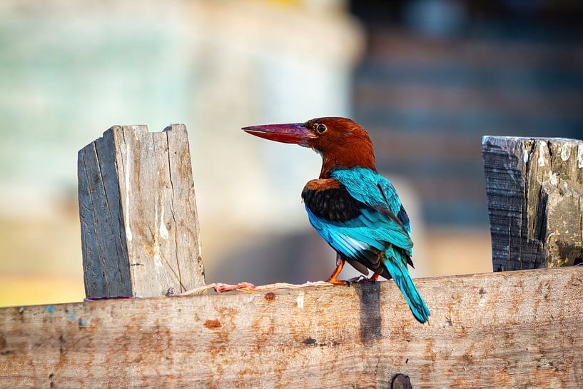 Indischer Kingfisher von Roland Brack
