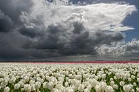 White Tulips under a truly Dutch cloudy sky