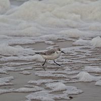 Pluvier de plage : plaisir de l'eau