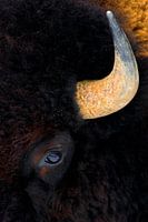 Het oog van de wildernis