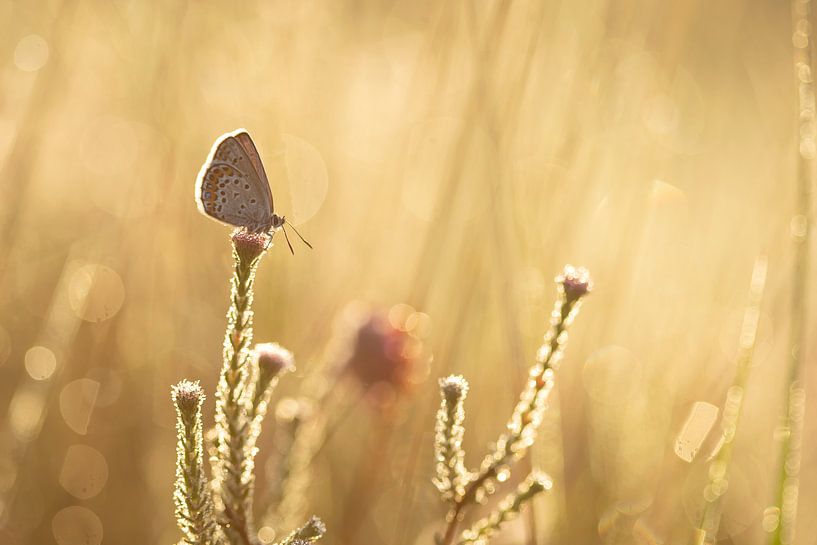 Heather blue by Aukje Ploeg