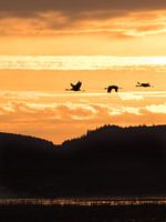 Vliegende kraanvogels tijdens zonsopkomst 2