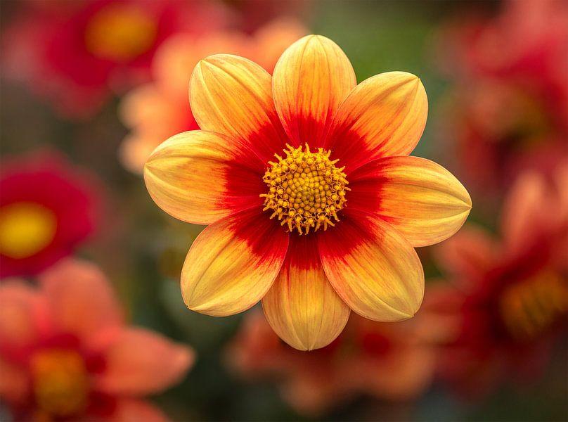 éclat de Fleurs par Christina Bauer Photos