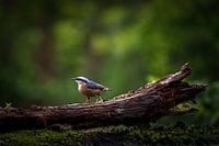 Nuthatch