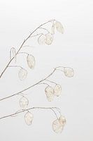 Schoonheid van de natuur 9