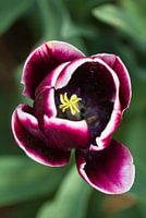 Close up van een tulp