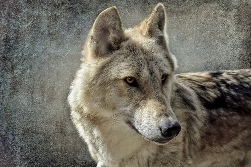 Loup par Claudia Moeckel