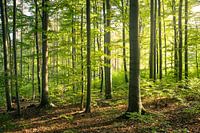 Grüner Buchenwald mit Sonne am Morgen