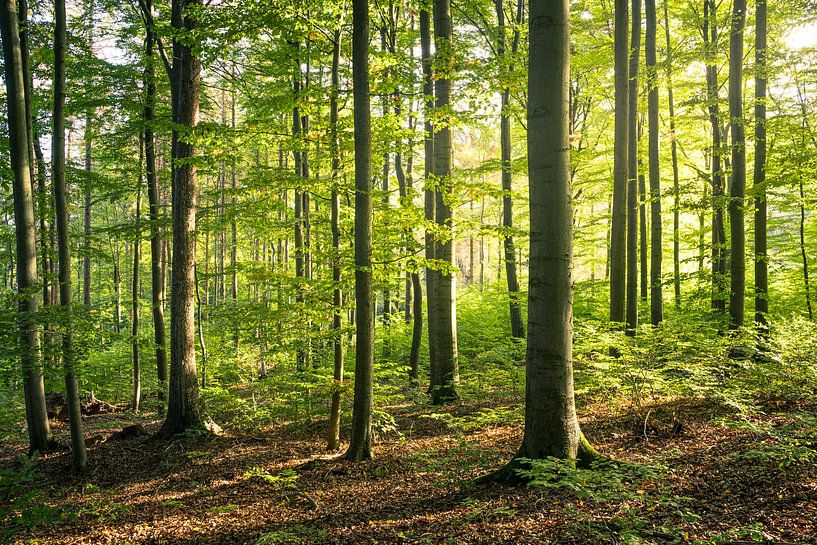 Grüner Buchenwald mit Sonne am Morgen von Oliver Henze