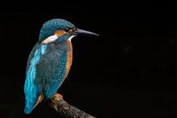 Martin-pêcheur, regardant vers la droite