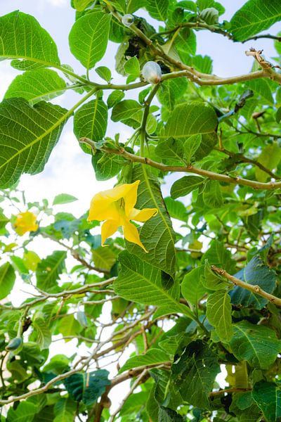 Fleur jaune par Deborah Zannini