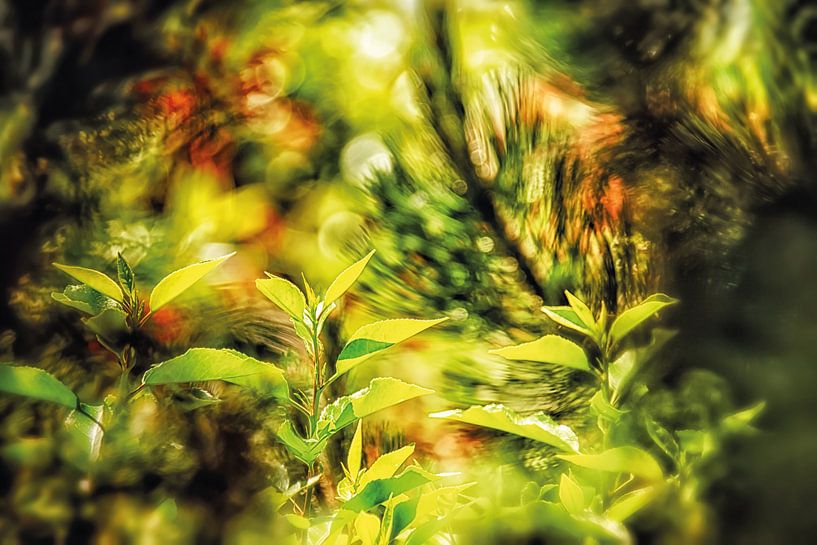 Junge Frühlingsblätter von Nicc Koch