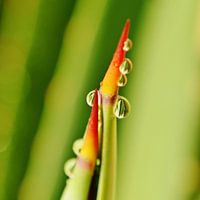 Agave tips with raindrops
