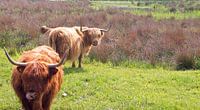 Schotse Hooglanders aan de Vechte in Hardenberg