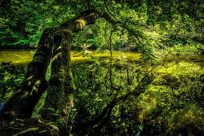 Nature verte Reflet dans le lac par Dieter Walther
