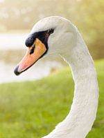 Portrait d'un cygne