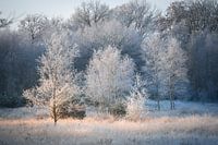 The white tree family