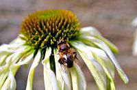 Een bij op een Witte Zonnehoed