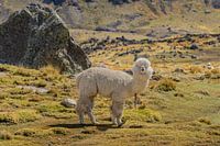 Quirky Alpaca in Andean Landscape