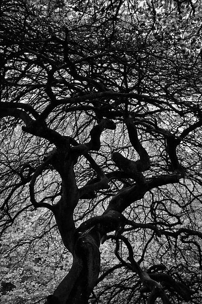 In the Witch's Woods by HGU Foto