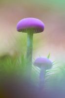 Zwei Pilze auf einem Moosboden