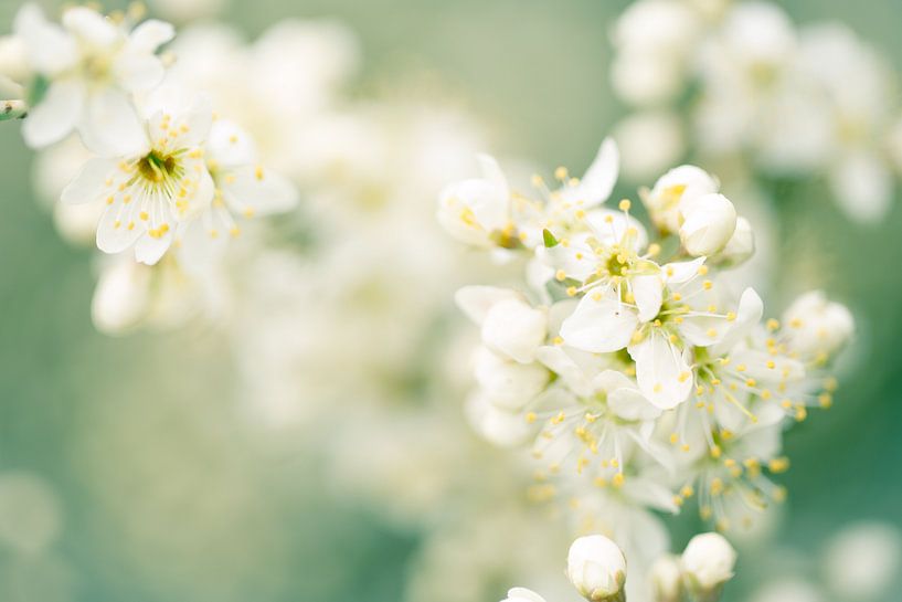 Dromerig... duinvegetatie in Denemarken von Jelte Bosma