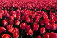 Volle rote Tulpen