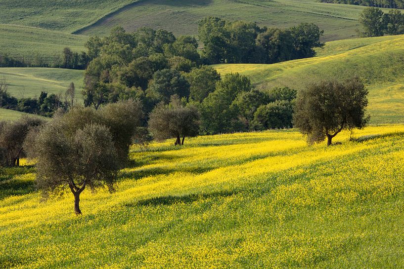 Olive grove in Tuscany by Andreas Müller
