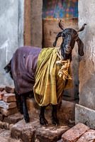 Royal Goat, Neu-Delhi, Indien