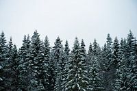 Besneeuwde boomtoppen in de herfst - Hemsedal, Noorwegen