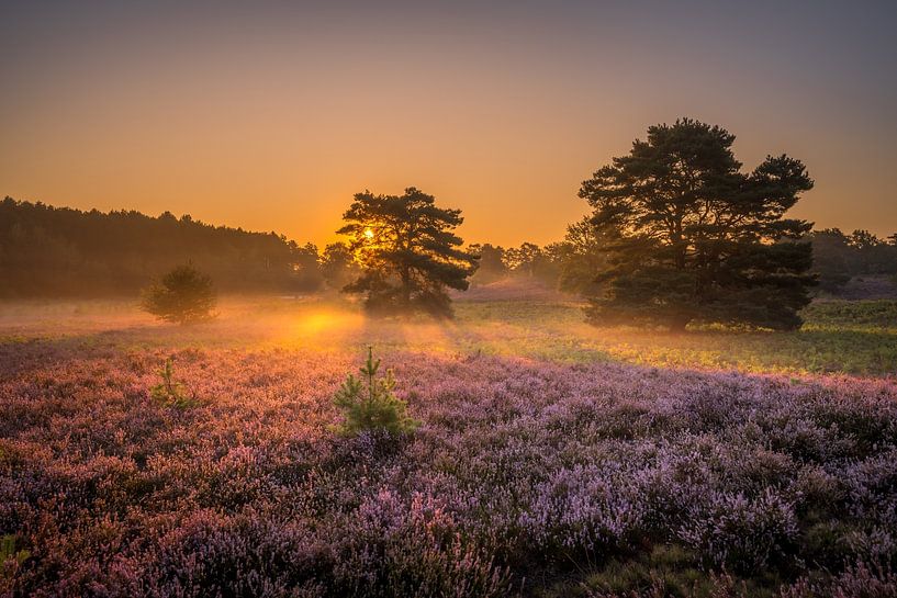 Brunssummerheide Sonnenaufgang von Maurice Meerten