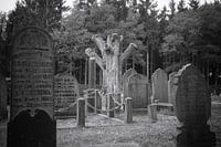 L'arbre pour toujours