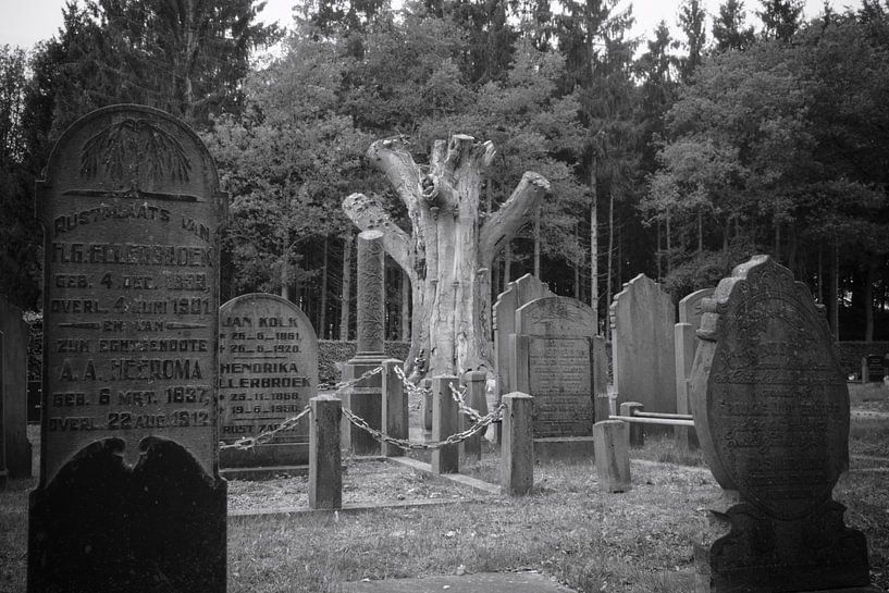 L'arbre pour toujours par elwin F