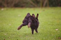 wild konijn in Rotterdam