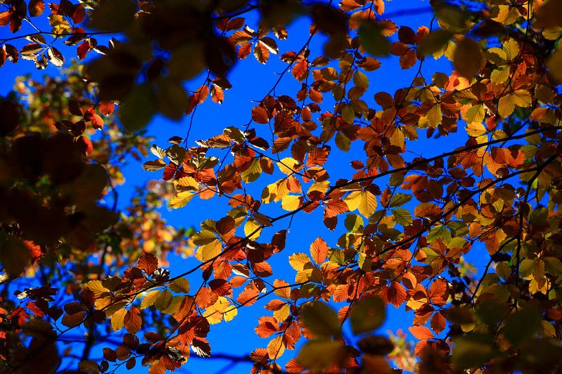 Hêtre par Thomas Jäger