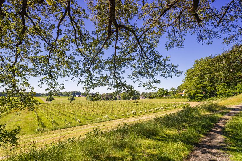 Wine estate Mariëndaal by Daan van Oort
