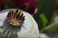 Gros plan d'un bouton de fleur avec couronne
