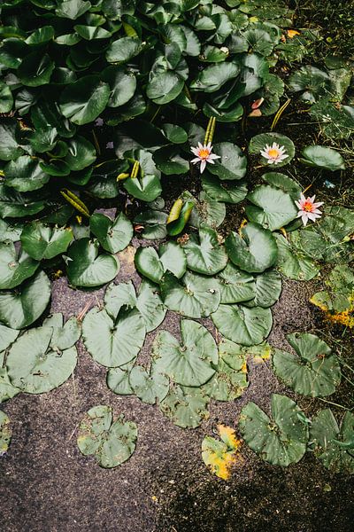 Waterlilies by Patrycja Polechonska