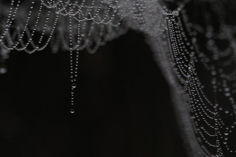 Dewy spider web by Astrid Brouwers
