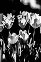 Blumenmeer ohne Farbe