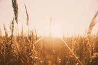 Die Sonne durch das Schilf