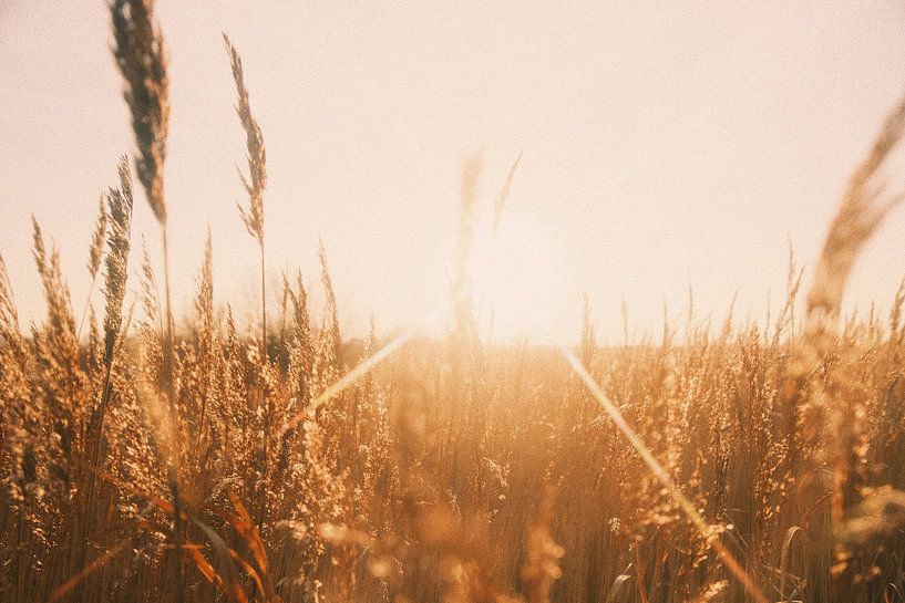 Die Sonne durch das Schilf von Pieter Frans Flameling