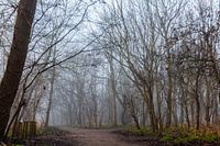 Nollebos in Flushing