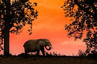 African elephant at sunset