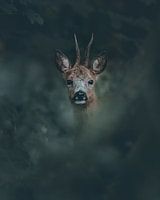 portrait of a roe deer looking straight into the camera