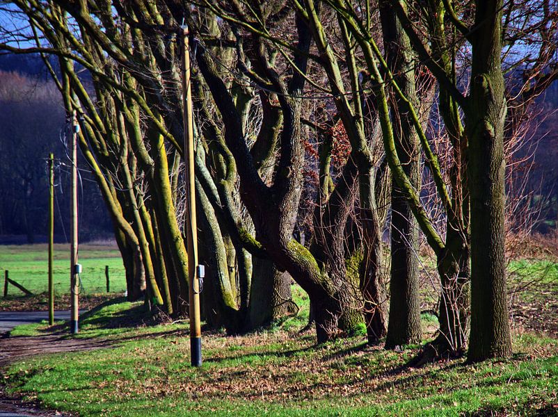 Arbres et poteaux électriques en bois par Edgar Schermaul