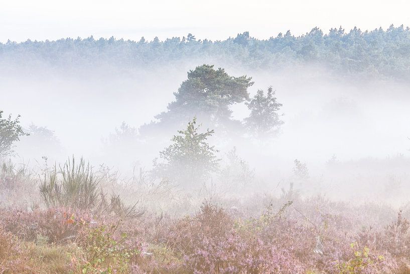 Heide landschap met mist par Elroy Spelbos Fotografie